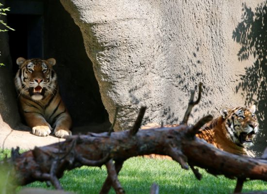 Two tigers in a natural habitat at the Detroit Zoo